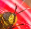 Callicera spinolae